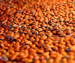 http://www.thisiswhyimbroke.com/images/box-of-ladybugs-300x250.jpg