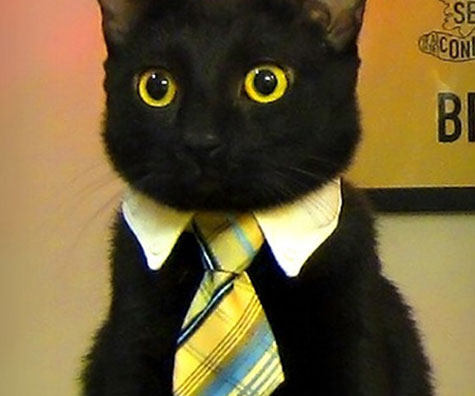 business-cat-white-collar-tie.jpg