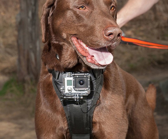 camera-dog-harness-640x533.jpg