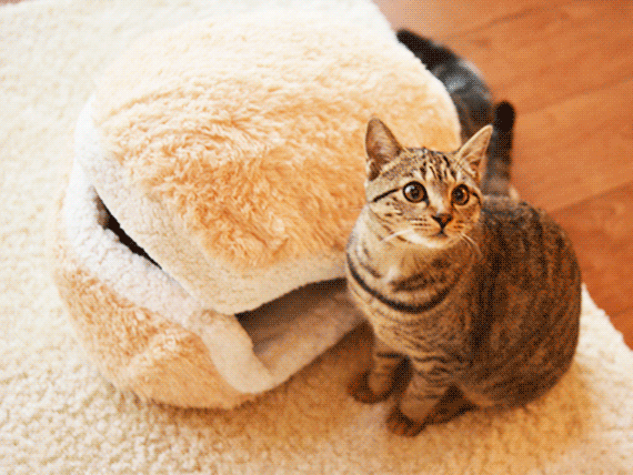 cat-burger-pillow-animated.gif