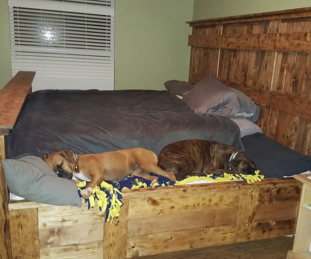 dog-bed-inserts-640x533.jpg