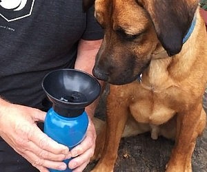 dog-water-bottle1-300x250.jpg