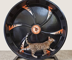 exercise-wheel.jpg