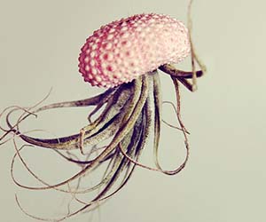 Hanging Jellyfish Plant