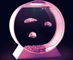 mini-jelly-fish-tank.jpg