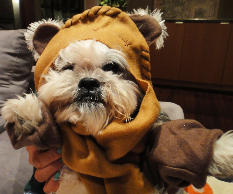 wars puppy ewok costume wars puppy ewok costume