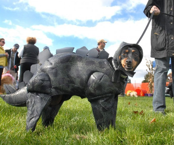 Stegosaurus Dog Costume